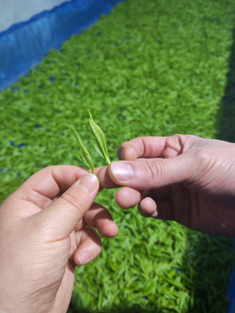 湘西黄金茶（绿茶，红茶）
