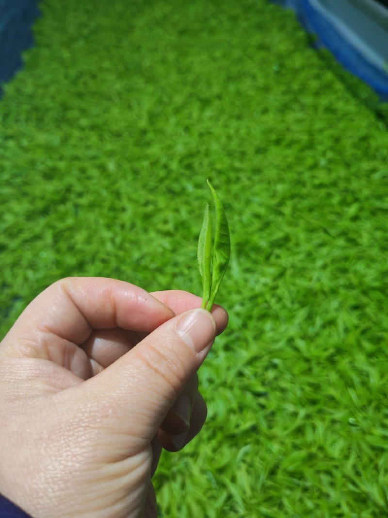 湘西黄金茶（绿茶，红茶）