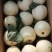 白沙蜜小白瓜大量上市，