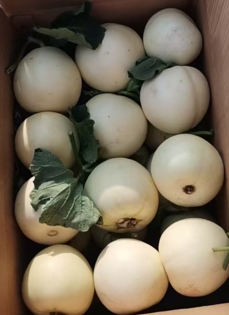 白沙蜜小白瓜大量上市，