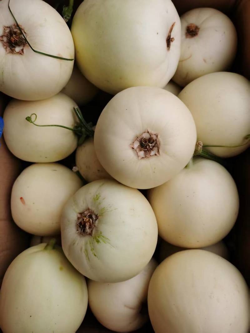 白沙蜜小白瓜大量上市，