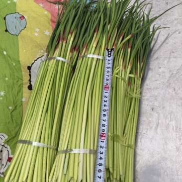正宗杞县红帽鲜蒜薹，代收代发。品质保证，价格透明