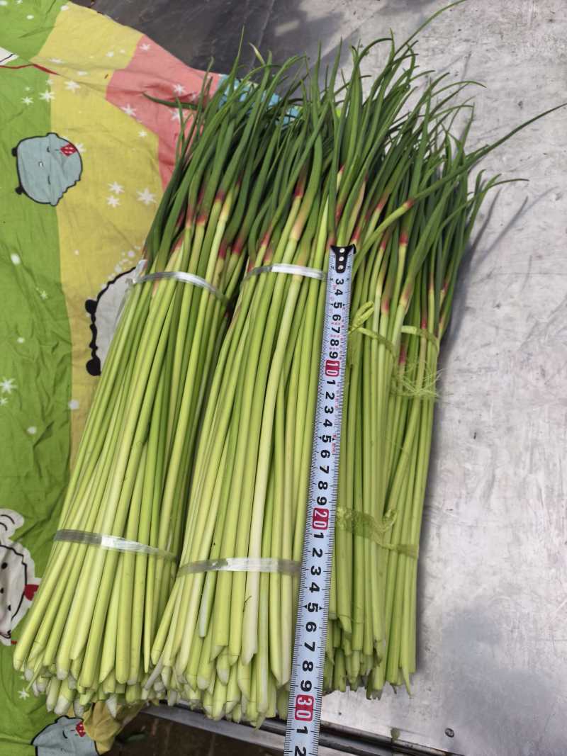 正宗杞县红帽鲜蒜薹，代收代发。品质保证，价格透明