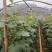 本地黄瓜，旱黄瓜大量上市，产地现摘，量大从优，欢迎联系。