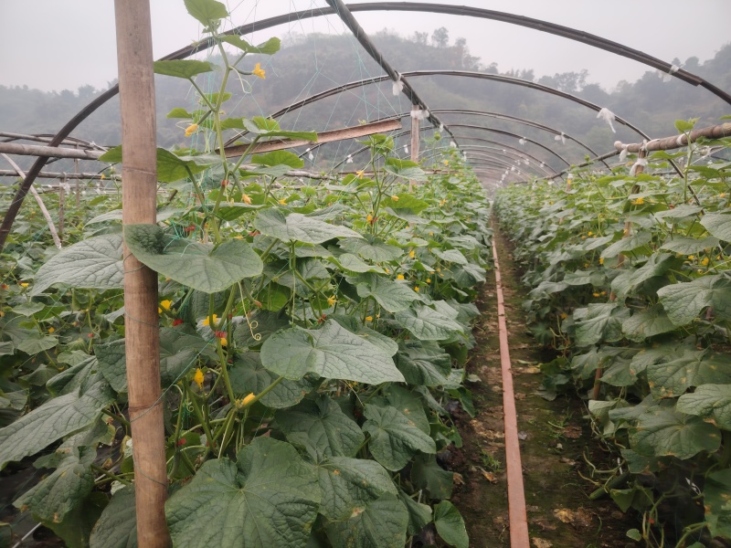 本地黄瓜，旱黄瓜大量上市，产地现摘，量大从优，欢迎联系。