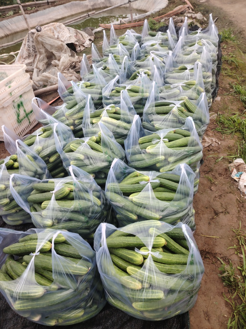 本地黄瓜，旱黄瓜大量上市，产地现摘，量大从优，欢迎联系。