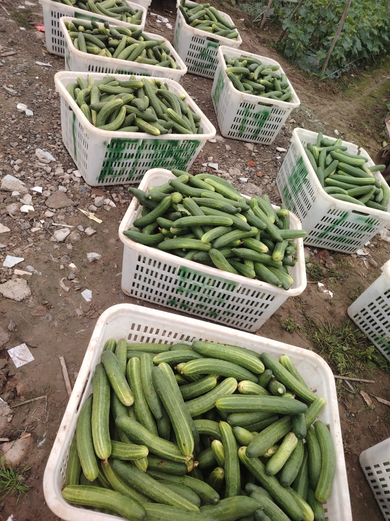 本地黄瓜，旱黄瓜大量上市，产地现摘，量大从优，欢迎联系。