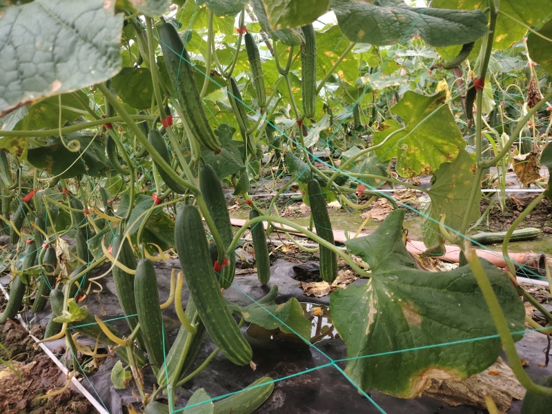 本地黄瓜，旱黄瓜大量上市，产地现摘，量大从优，欢迎联系。