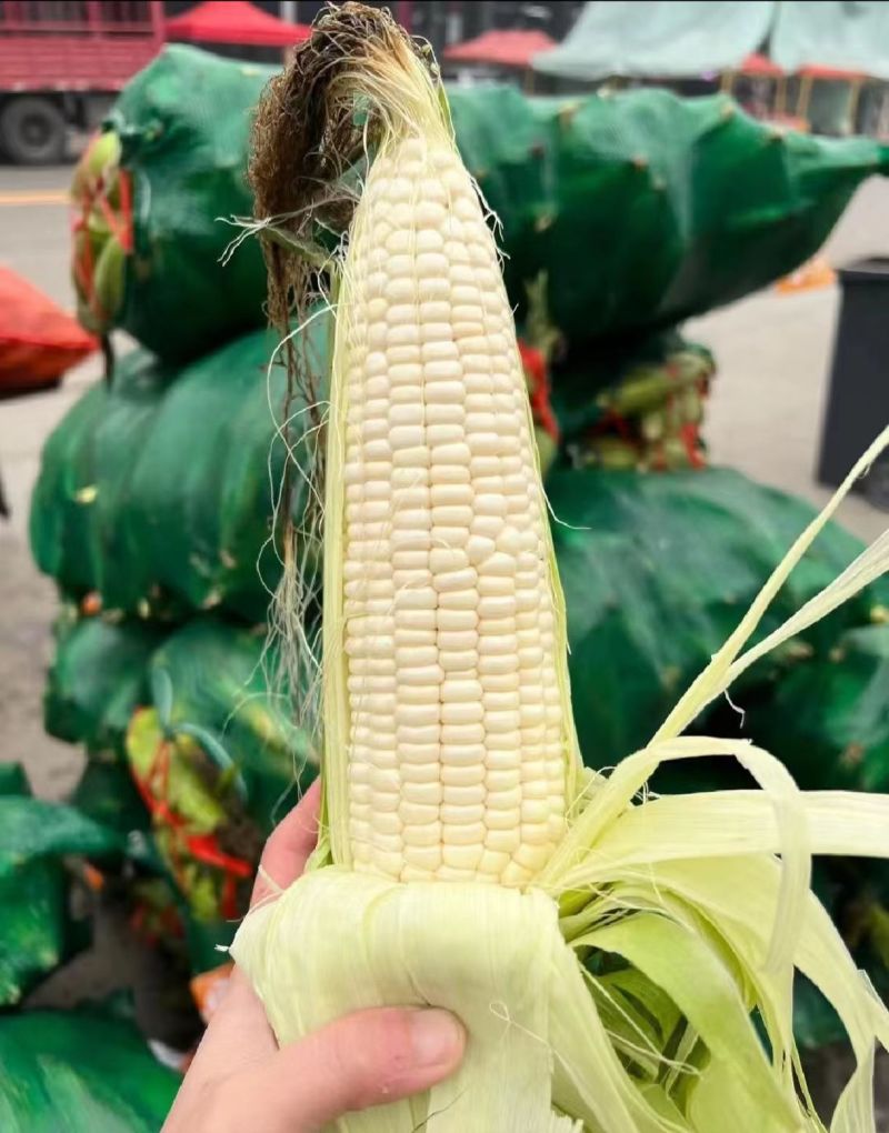 湖北天门白糯玉米软糯香甜现摘现发大量上市欢迎来电