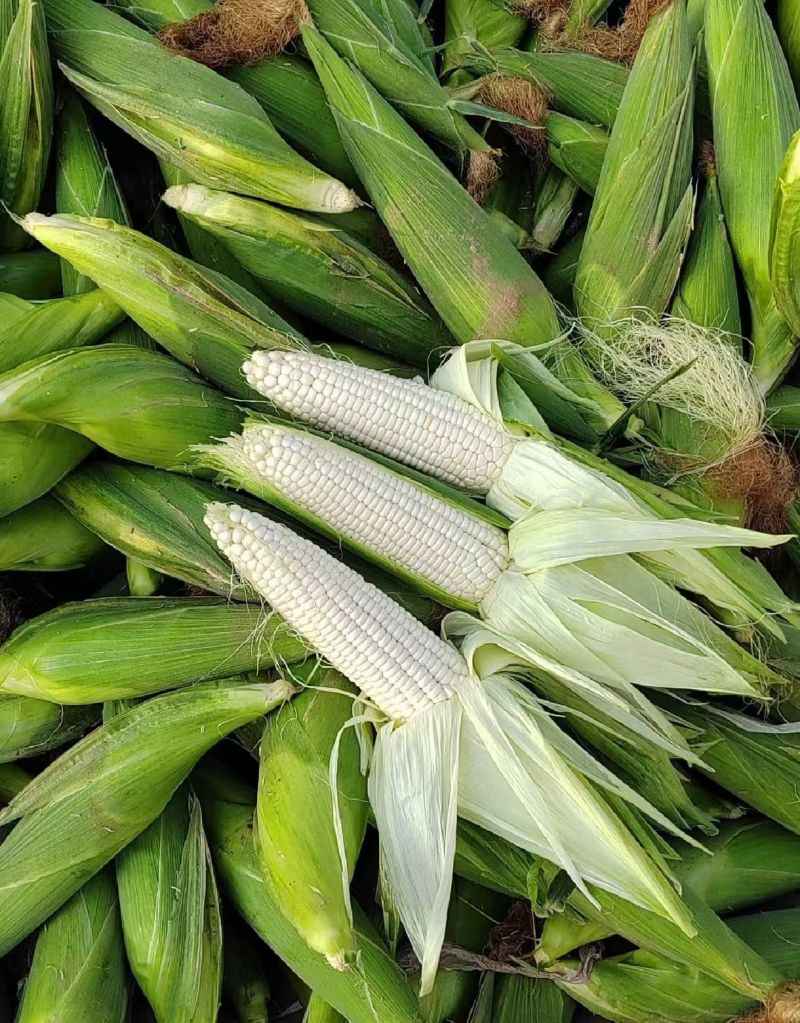 湖北天门白糯玉米软糯香甜现摘现发大量上市欢迎来电