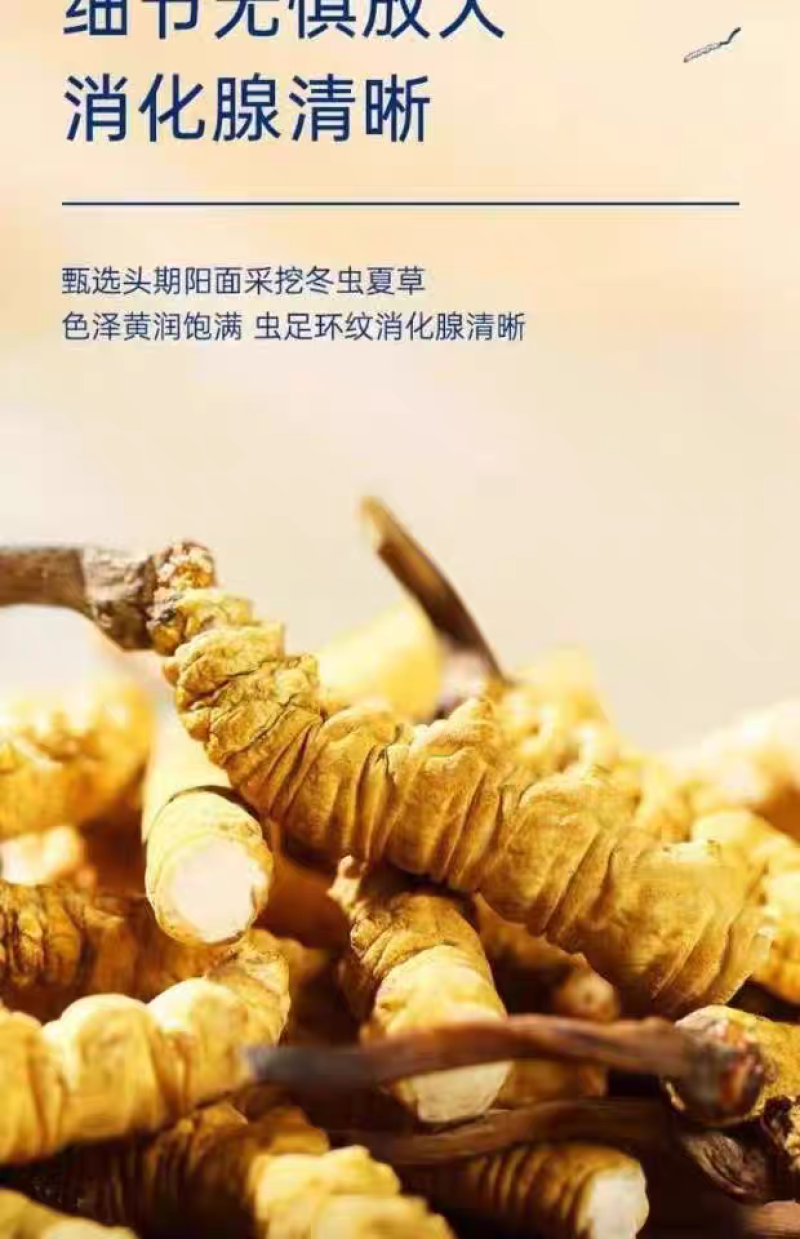 【低价断虫草】西藏那曲冬虫夏草断草批发自己吃泡酒**实惠