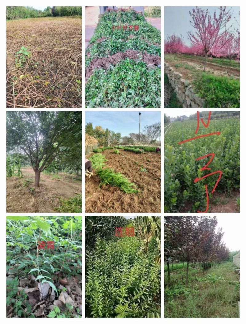 山东泰安出售，工程龙柏，小叶扶芳藤，爬山虎，凌霄，卫矛，