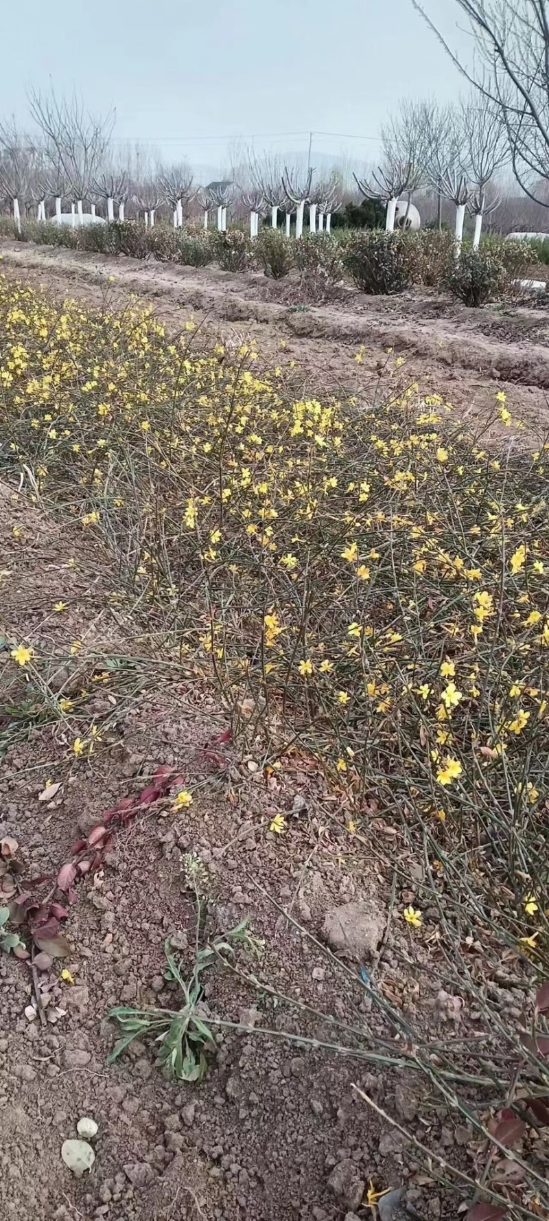 山东泰安出售，工程龙柏，小叶扶芳藤，爬山虎，凌霄，卫矛，
