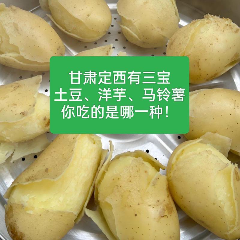定西土豆