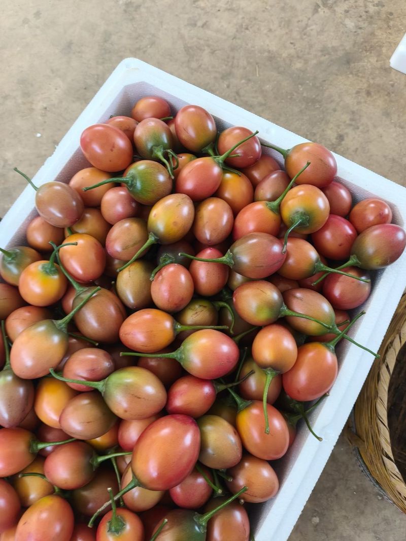 树番茄