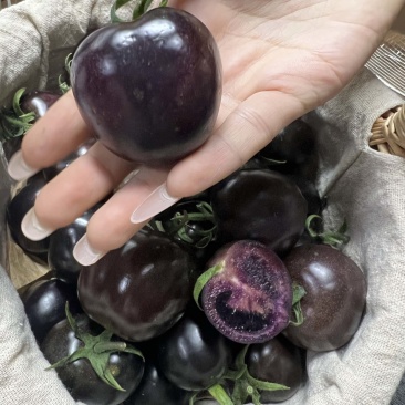 【精品花青子小番茄】产地直供现摘现发全国供应欢迎咨询