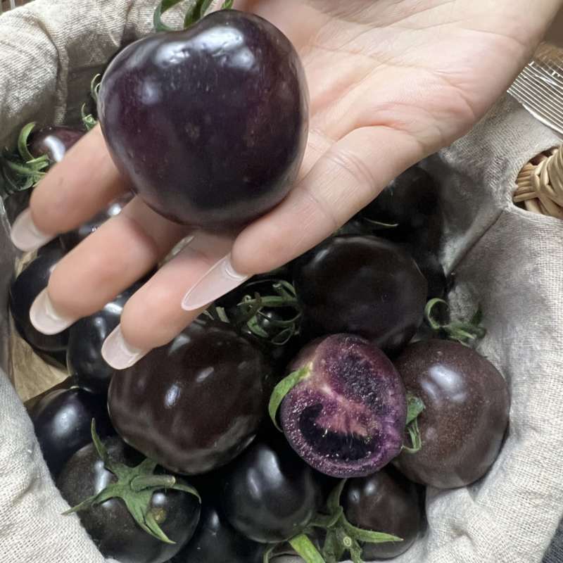 【精品花青子小番茄】产地直供现摘现发全国供应欢迎咨询