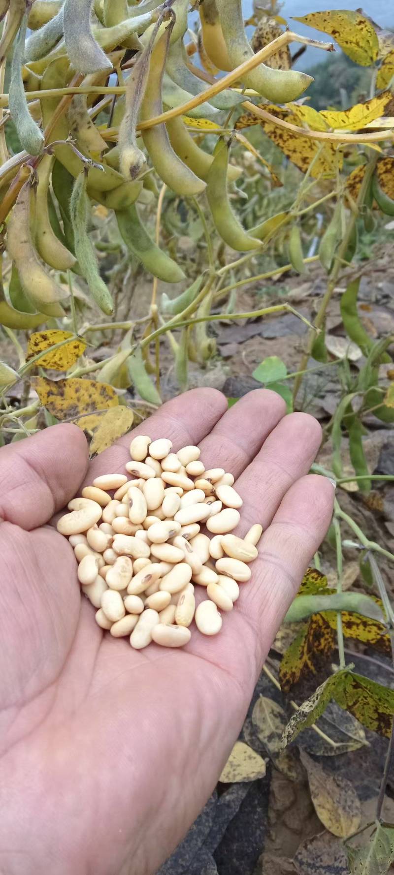 黄土高原肾型黑脐黄豆一年一季的种植，颗粒饱满，营养丰富