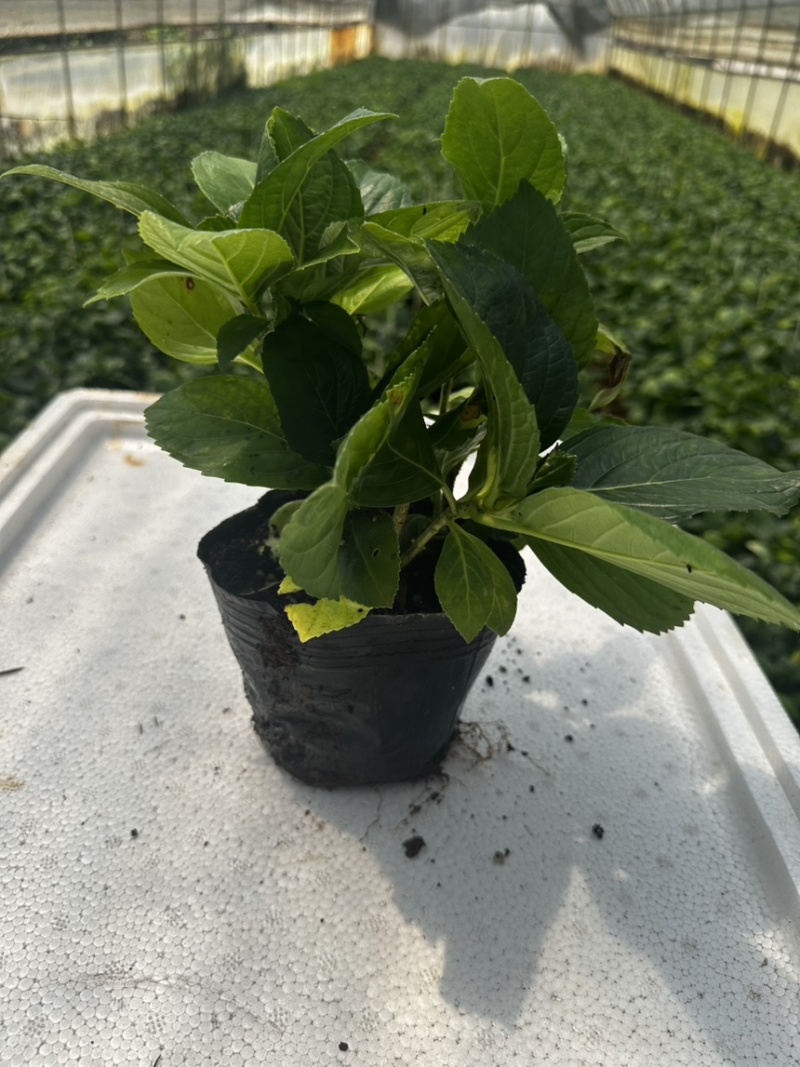 云南昆明基地直发绣球盆栽