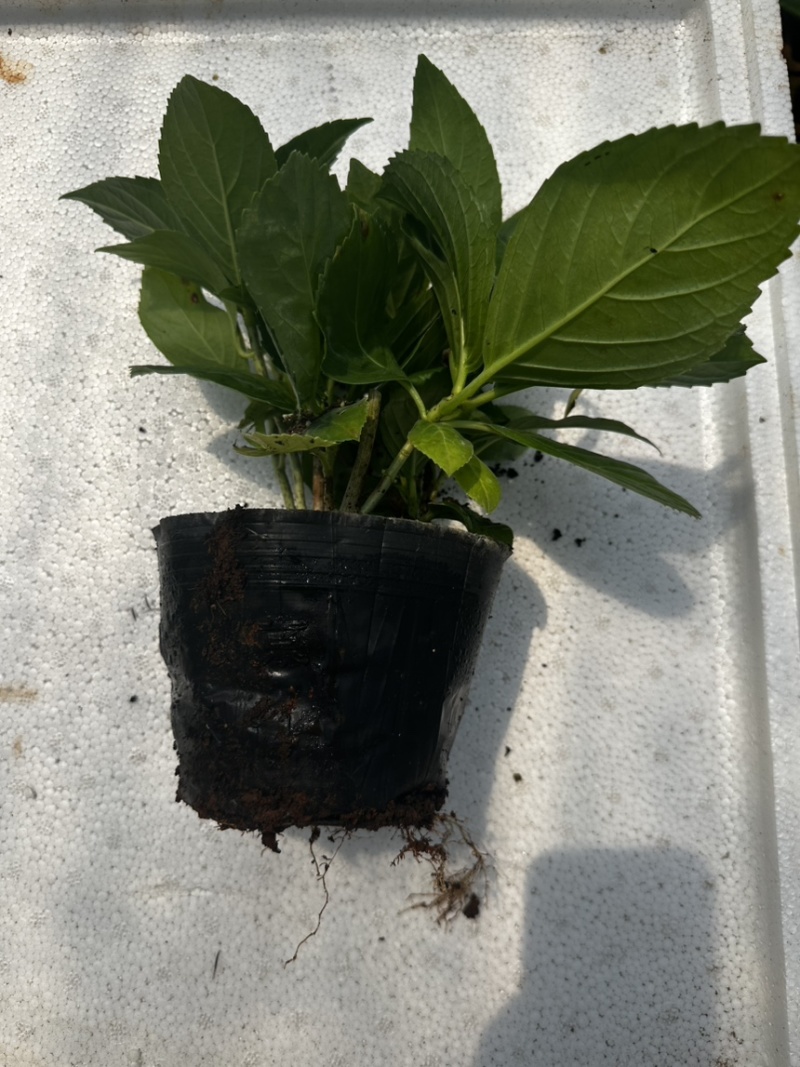 云南昆明基地直发绣球盆栽
