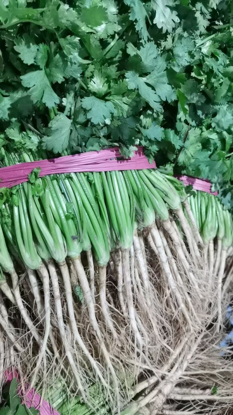 精品香菜应季供应一手货源全国发货量大价优欢迎联系