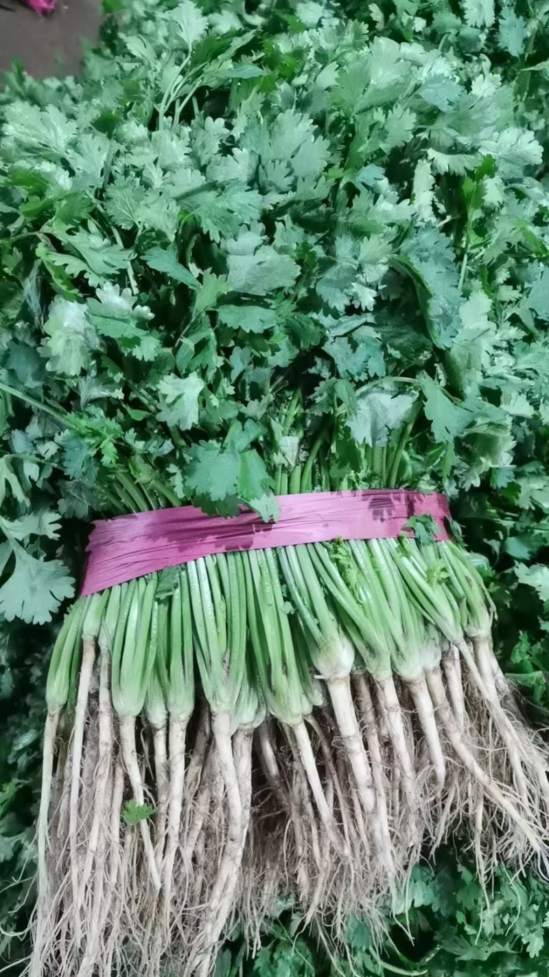 精品香菜应季供应一手货源全国发货量大价优欢迎联系