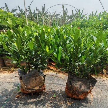 小叶栀子花