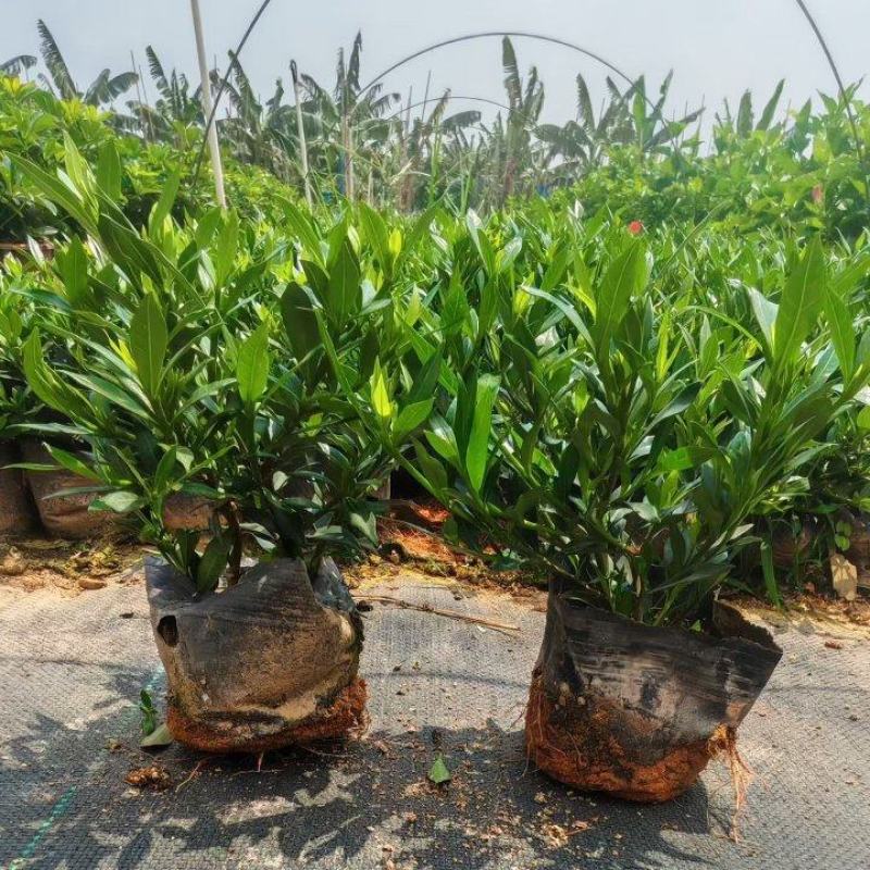 小叶栀子花