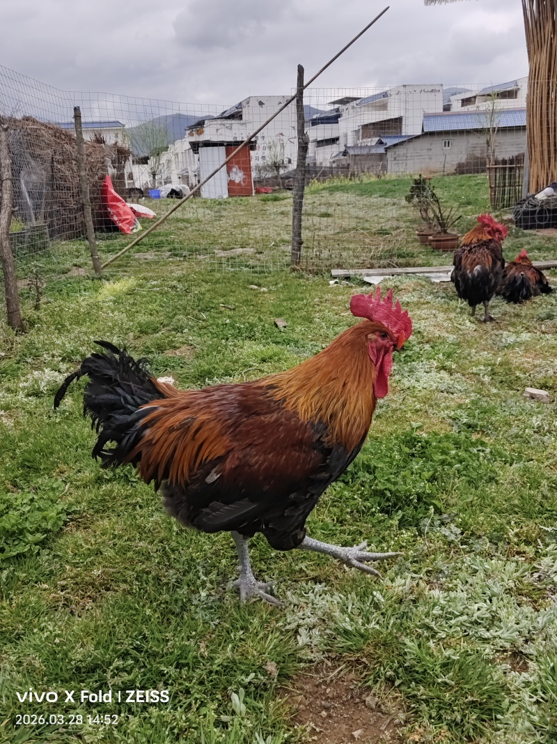 土鸡、散养土鸡、放养土鸡、跑山鸡、黑瑶鸡、黑瑶土鸡