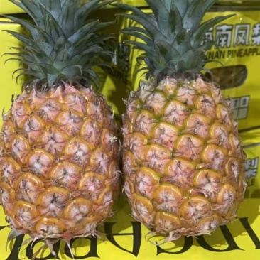 海南金钻凤梨产地直发