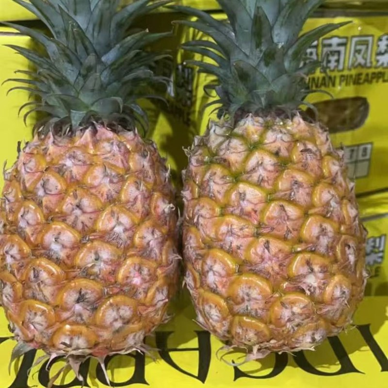 海南金钻凤梨产地直发