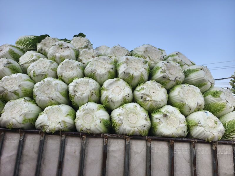 黄心菜上市，保质保量，可视频看货，