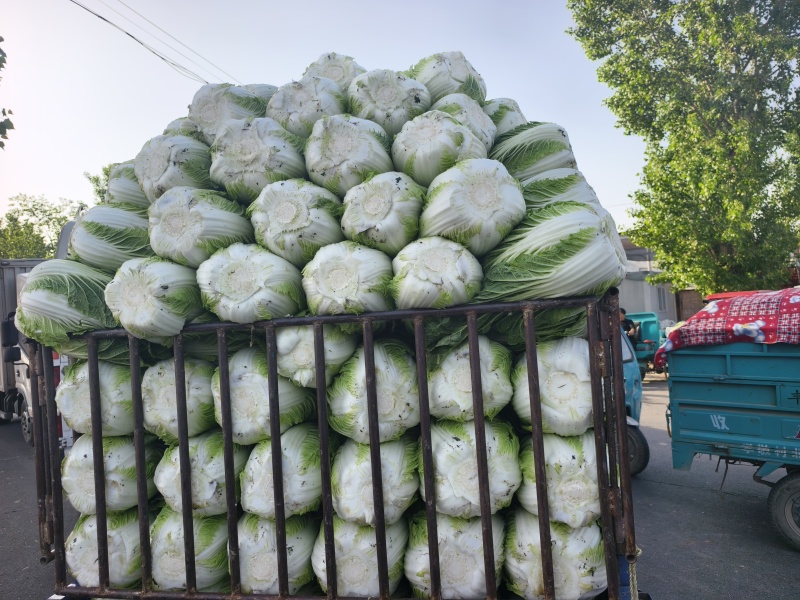 黄心菜上市，保质保量，可视频看货，