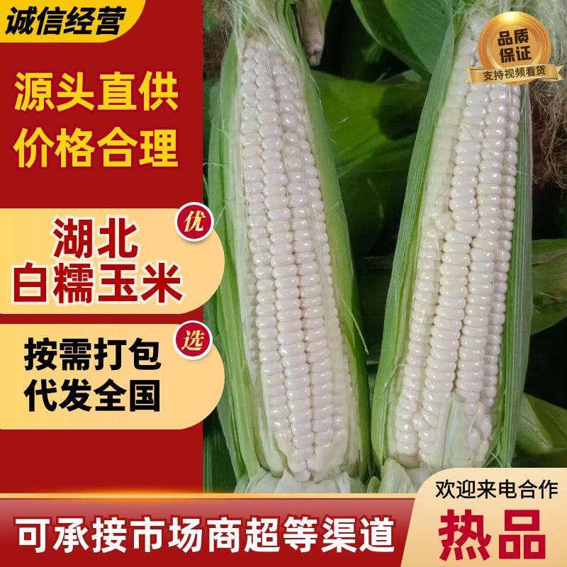 湖北天门白糯玉米软糯香甜现摘现发大量上市欢迎来电