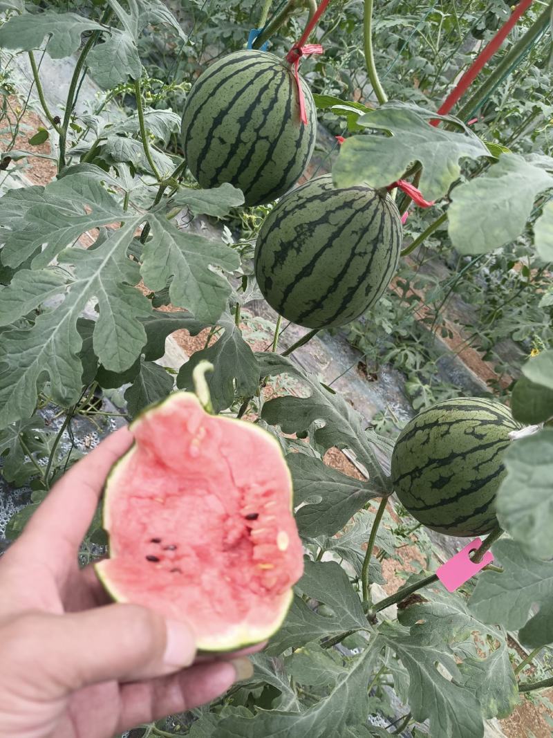 手撕小西瓜大量有货，需要的老板联系