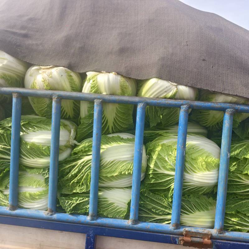 黄心菜上市，保质保量，可视频看货，