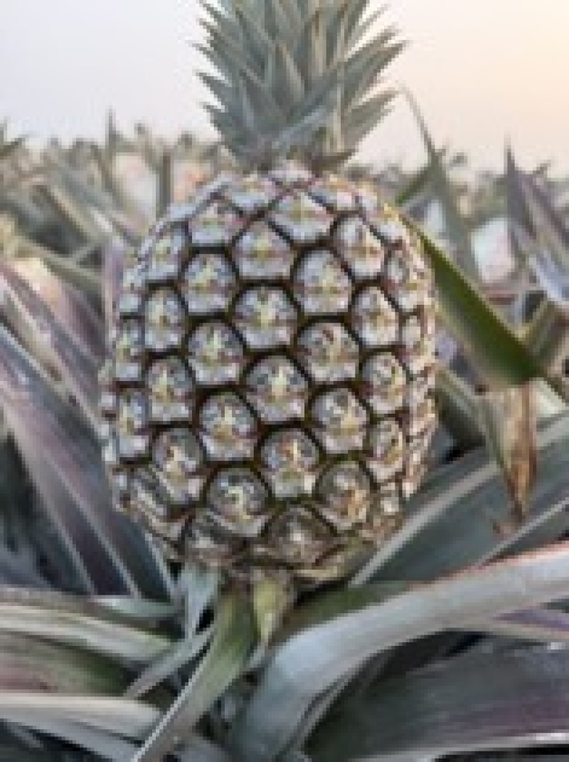 海南芒果凤梨精品对接市场商超批发产地直发量大质优