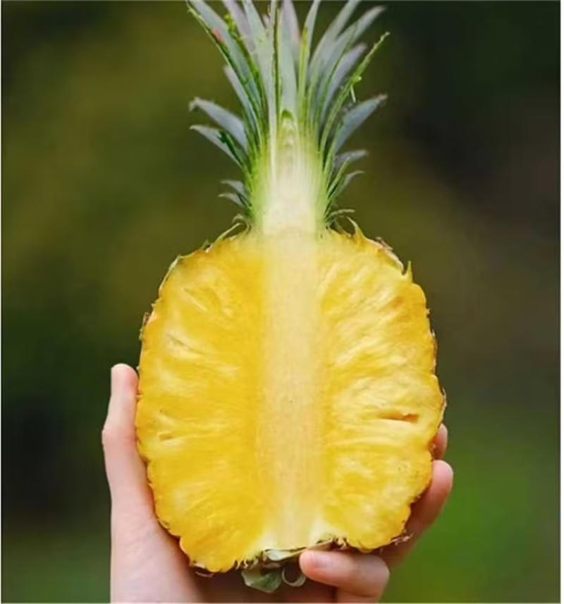 海南芒果凤梨精品对接市场商超批发产地直发量大质优