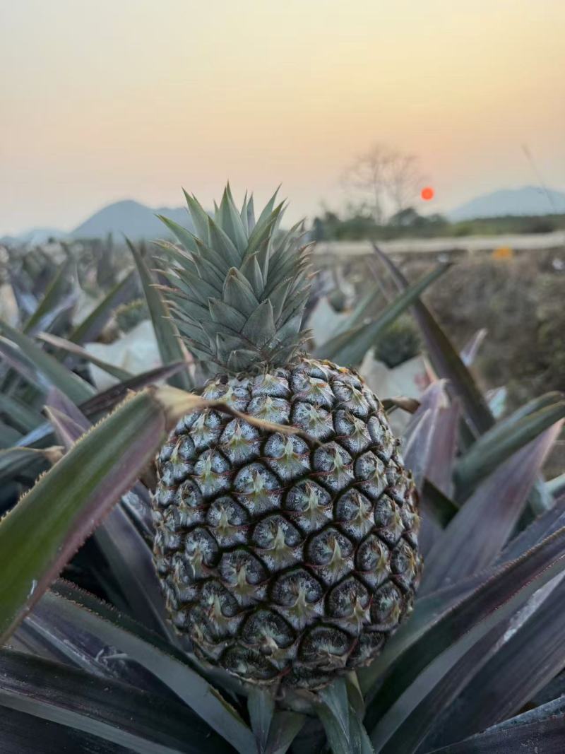 海南芒果凤梨精品对接市场商超批发产地直发量大质优
