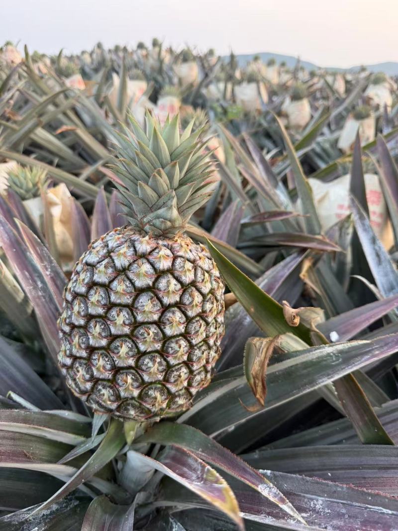 海南芒果凤梨精品对接市场商超批发产地直发量大质优