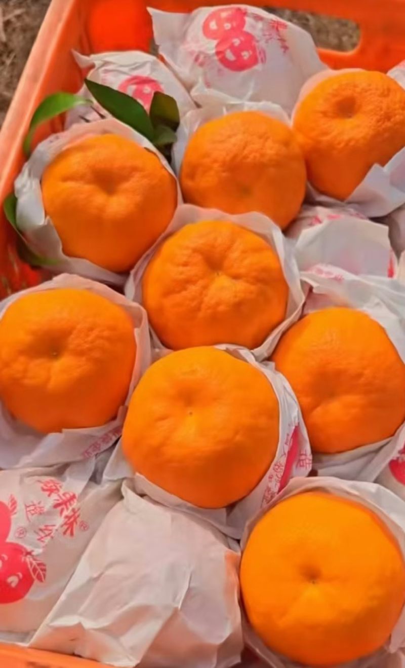 沃柑，碰柑