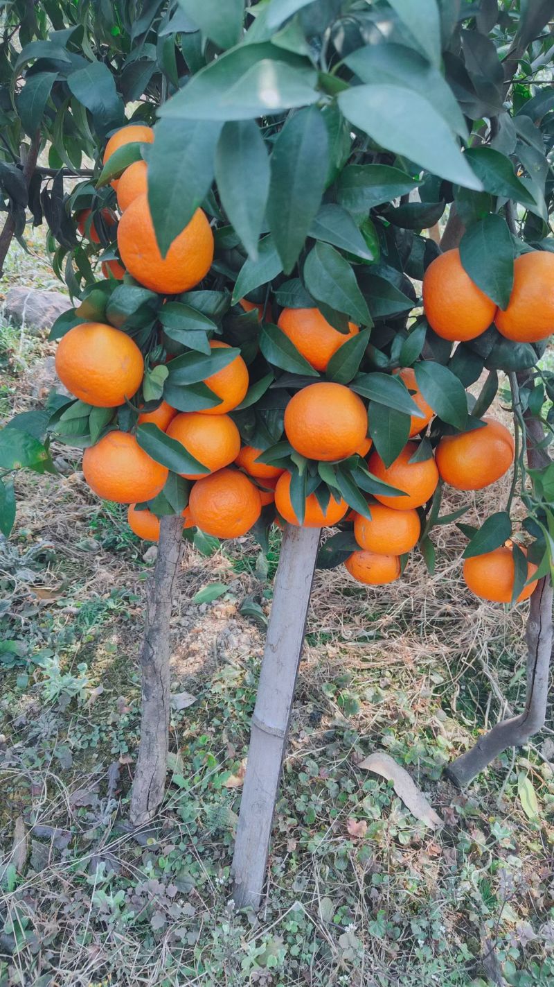 沃柑，碰柑