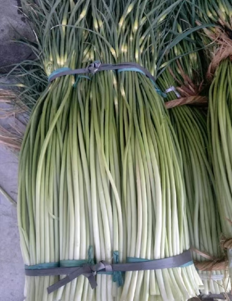 精品蒜苔产地大量供应接车