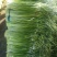 精品蒜苔产地大量供应接车