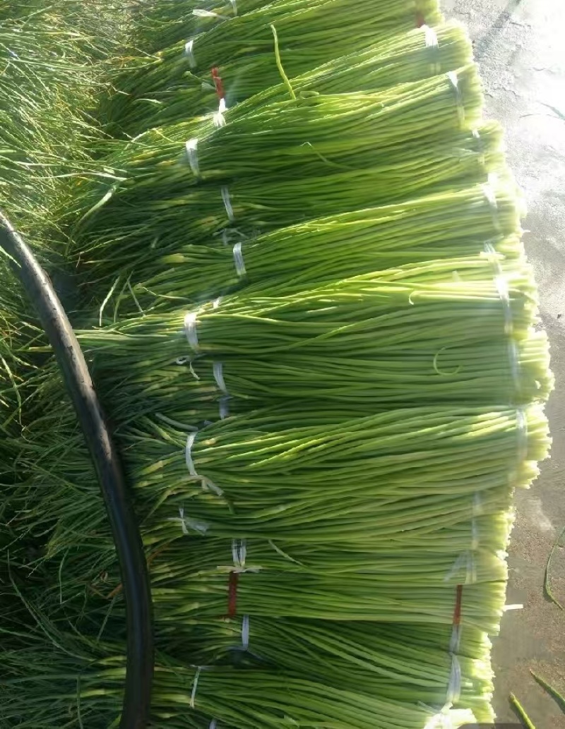 精品蒜苔产地大量供应接车