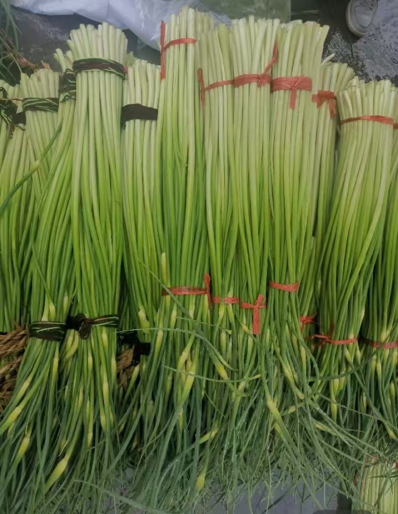 精品蒜苔产地大量供应接车