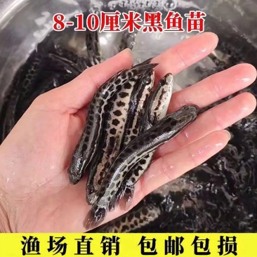 【优选】黑鱼小黑鱼8-10厘米黑鱼苗产地直发货源