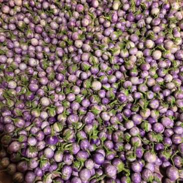 迷你小茄子