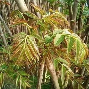 沂蒙山头茬香椿芽