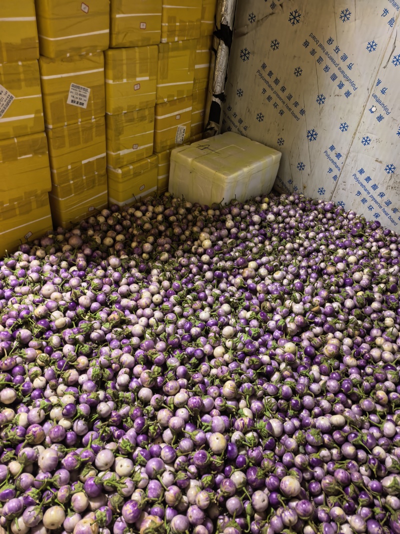 迷你小茄子